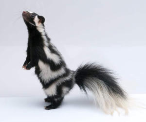 A jar of sourdough starter sitting in a window sill.